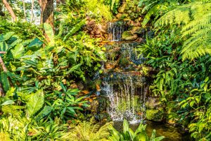 compressjpgvecteezy_waterfall-with-green-nature-of-fern-and-trees-in-tropical_6918688_747